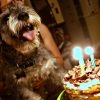 puppy carrot cake with yogurt frosting