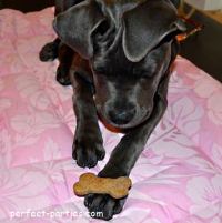 puppy waiting for biscuit